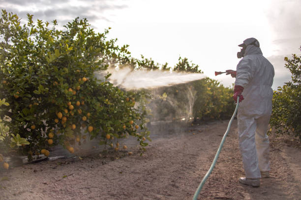 Best Affordable Pest Control Services  in Purvis, MS
