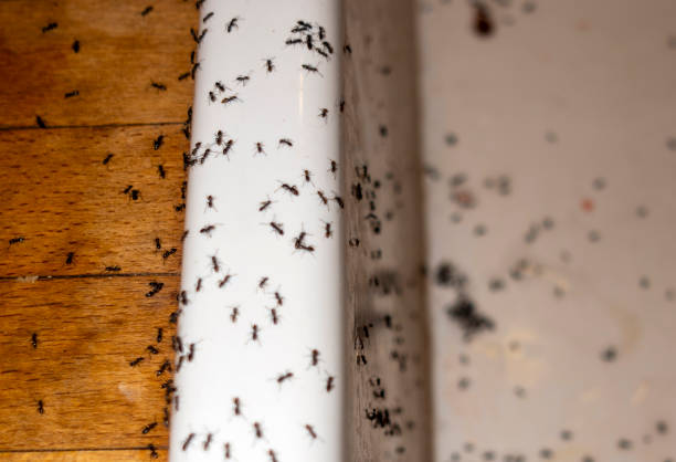 Best Rat Extermination Near Me  in Purvis, MS