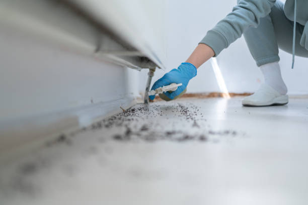 Best Flea Control Services  in Purvis, MS